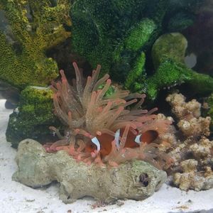 Meet your Posher, Shawn